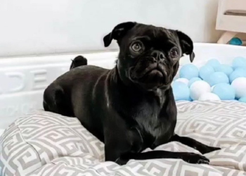Instagram | @princediego_thepug