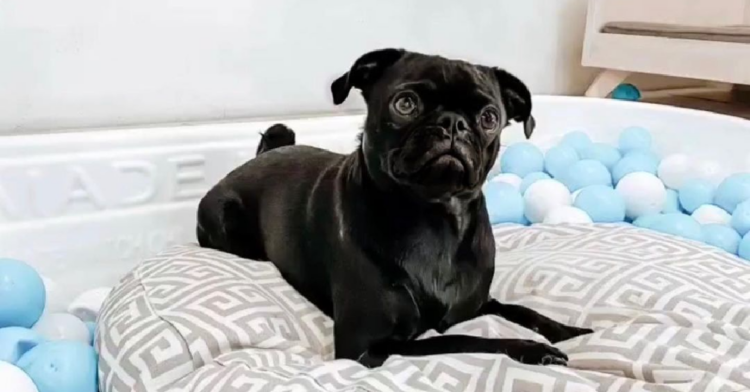 Instagram | @princediego_thepug