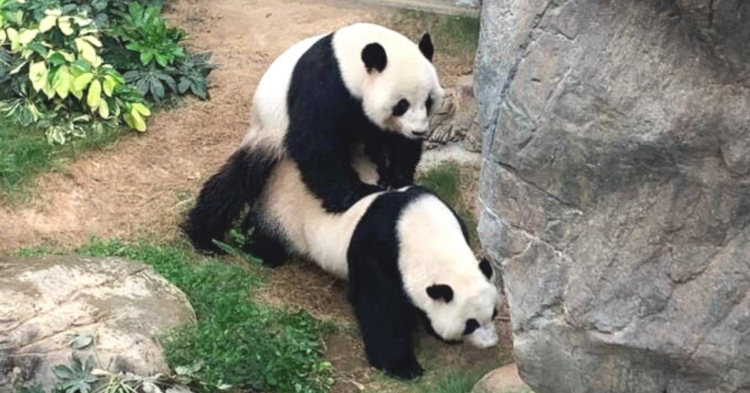 Ocean Park