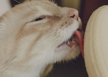 Instagram | @cat.named.bean