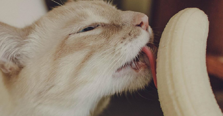 Instagram | @cat.named.bean