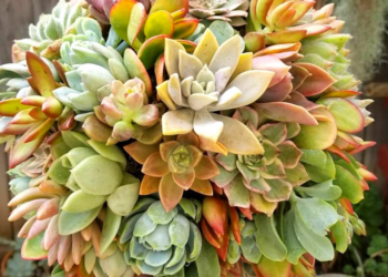 Instagram | @fortheloveofsucculent