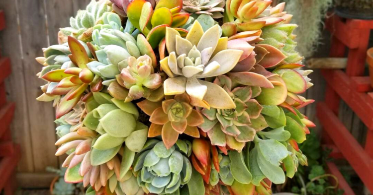 Instagram | @fortheloveofsucculent