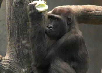 Brookfield Zoo | Brookfield Zoo
