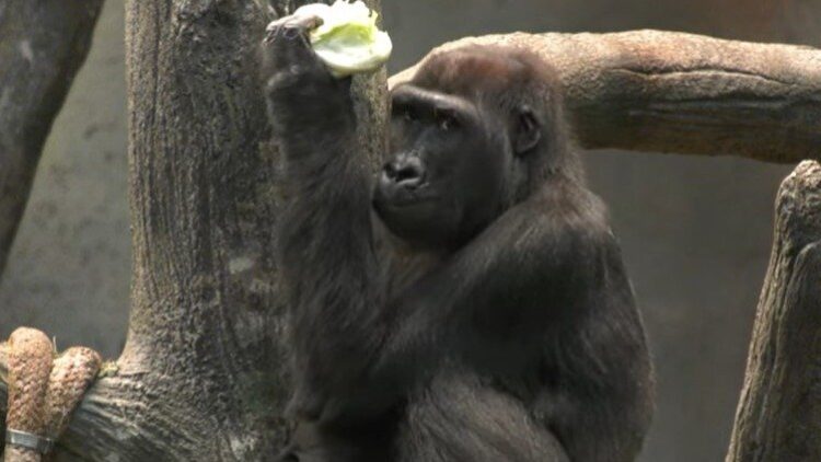 Brookfield Zoo | Brookfield Zoo