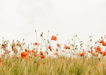 Unsplash | Henry Be
