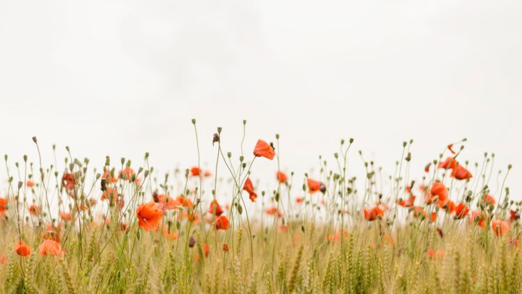 Unsplash | Henry Be