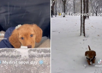 TikTok | @sophiethedoxie