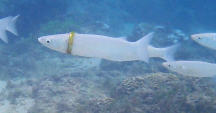 Norfolk Island Reef