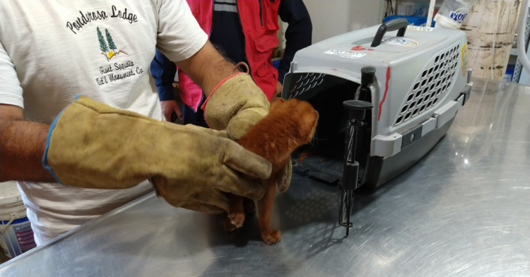 Facebook | FARA Fundacion Argentina de Rescate Animal