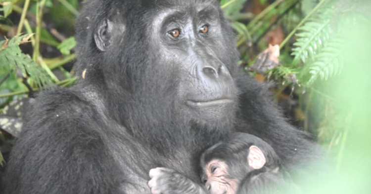 Facebook | Uganda Wildlife Authority