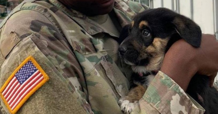 Instagram | @pawsofwar