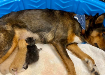 Facebook | Sunshine Dog Rescue