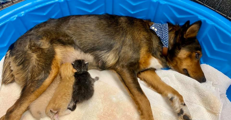Facebook | Sunshine Dog Rescue