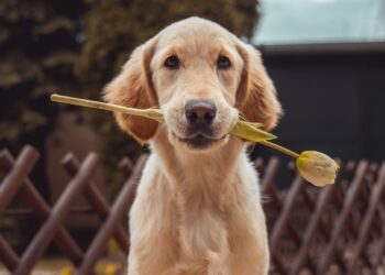 Unsplash | Richard Brutyo