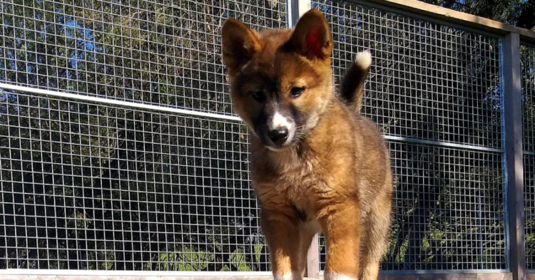 Facebook | Australian Dingo Foundation
