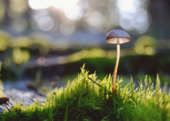Unsplash | Kristy Lou Photography