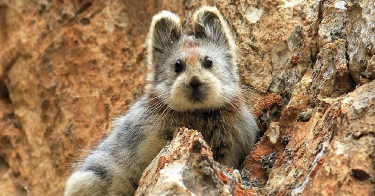 Instagram | @all_endangered_species