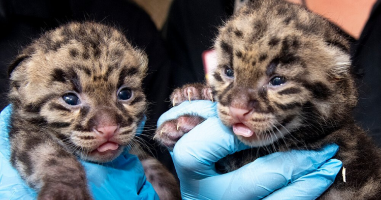 Twitter | @zoomiami