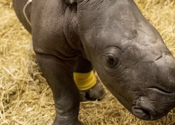 Facebook | Zoos Victoria