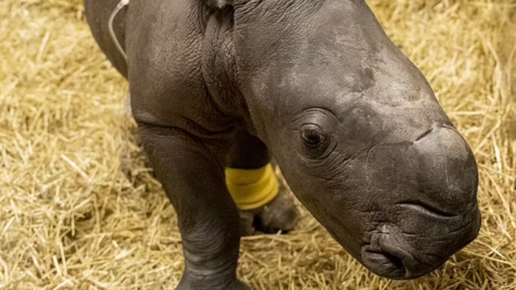 Facebook | Zoos Victoria