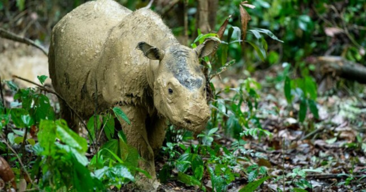 Twitter | @wwf_uk