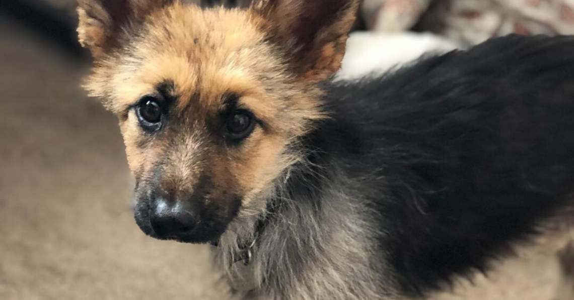 Instagram | @ranger_thegshepherd