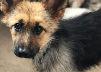 Instagram | @ranger_thegshepherd