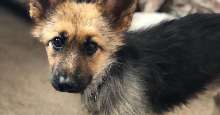Instagram | @ranger_thegshepherd