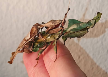 Instagram | @mirror_mantids