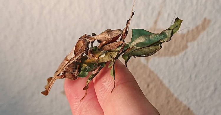Instagram | @mirror_mantids
