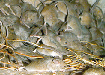 CSIRO