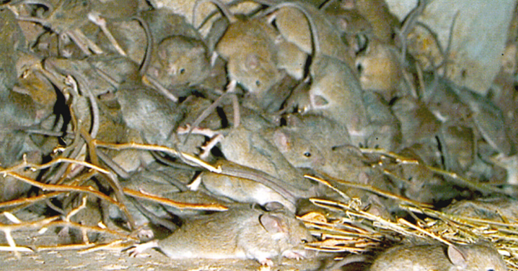 CSIRO