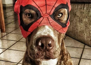 Facebook | Lowedogs