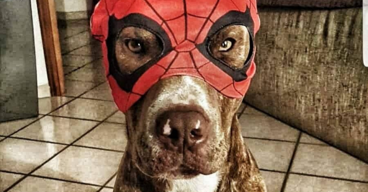 Facebook | Lowedogs