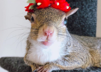 Instagram | @this_girl_is_a_squirrel