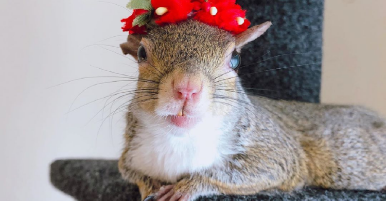 Instagram | @this_girl_is_a_squirrel