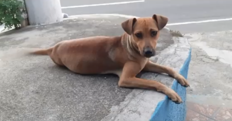 Facebook | Veterinária Campo Grande