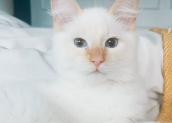 Instagram | @clydethecloudcat