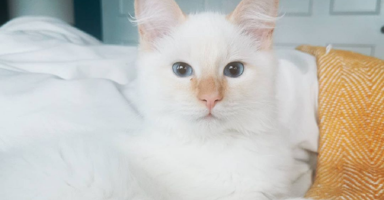 Instagram | @clydethecloudcat