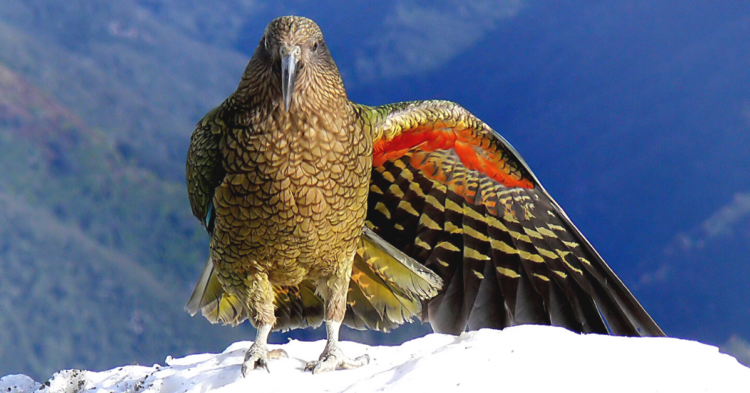Flickr | Bernard Spragg. NZ