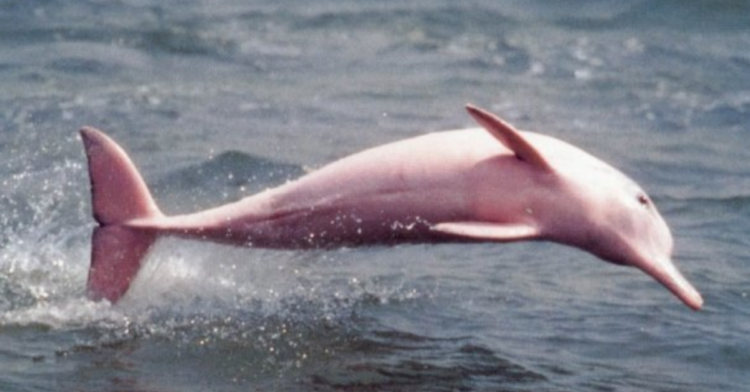 Facebook | Pinky the Dolphin