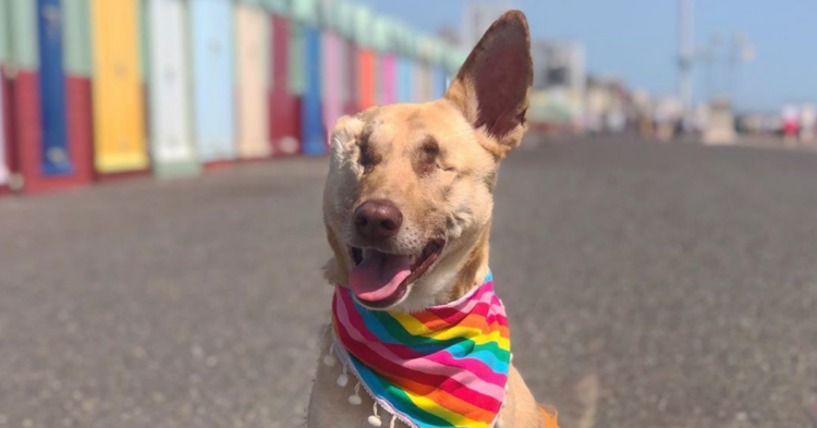 Instagram | @maggiethewunderdog