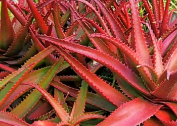 Etsy | rareplant