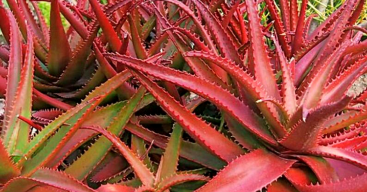 Etsy | rareplant