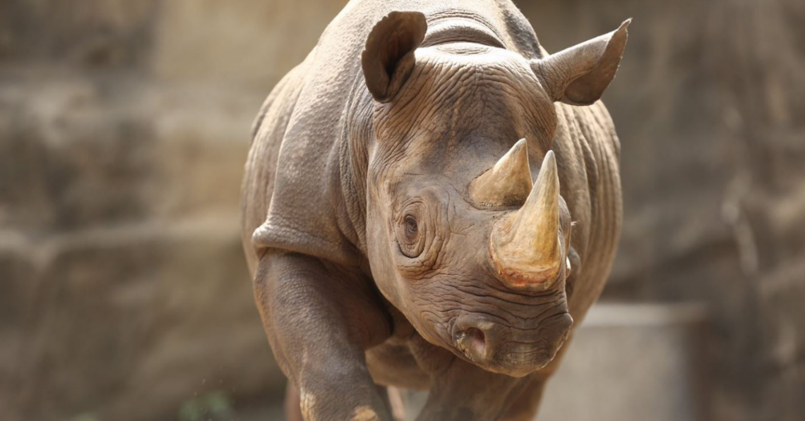 Twitter | @lincolnparkzoo