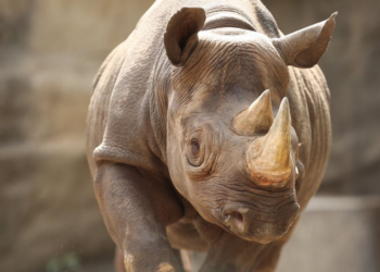Twitter | @lincolnparkzoo