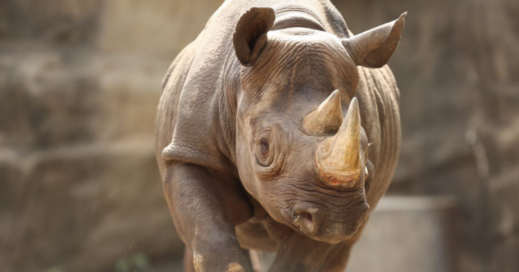 Twitter | @lincolnparkzoo