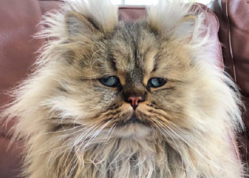 Instagram | @barnaby_persian