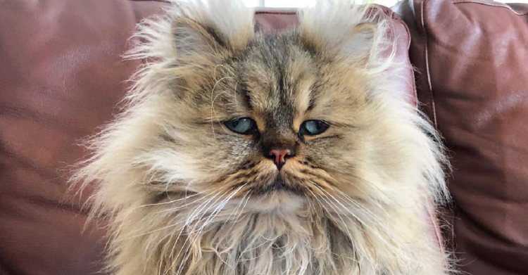 Instagram | @barnaby_persian